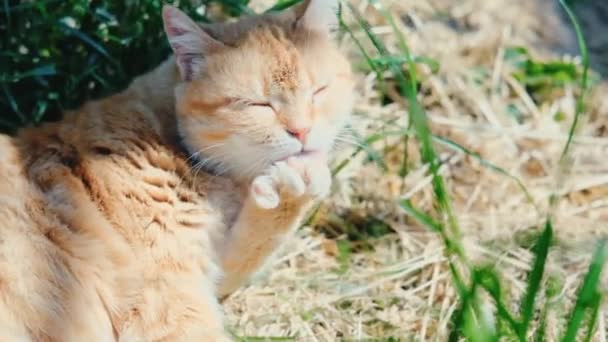 Кот моет лапу, лежа на траве в саду — стоковое видео