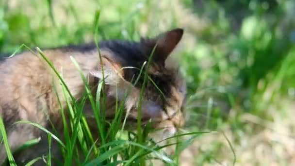 Gato comendo grama verde fresco no jardim — Vídeo de Stock