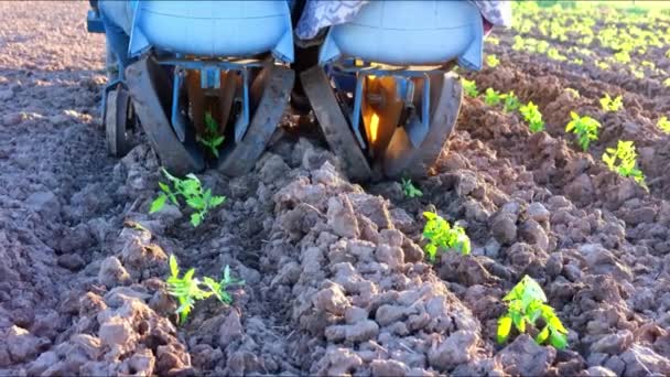 Trator semeadura brotos de tomate no campo. conteúdo agrícola. Exploração — Vídeo de Stock