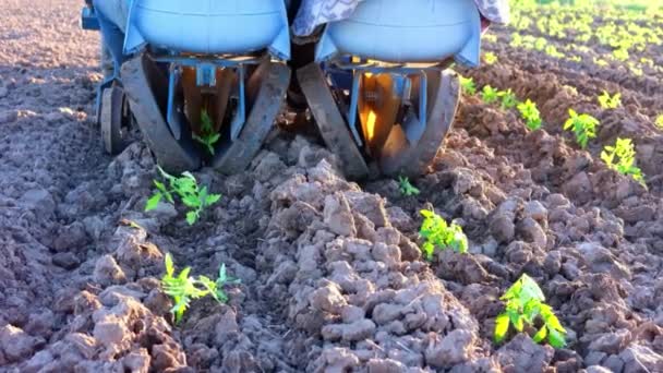 Trekker zaaien plant spruiten van tomaat in het veld. landbouwinhoud. Landbouwbedrijf — Stockvideo