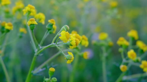 Żółty kwiat w polu na zielonym kwiatowym naturalnym tle — Wideo stockowe