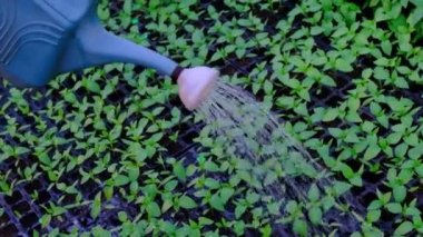 Serada plastik serpinti kutusu veya huni sulu biber, domates, lahana bitkisi. Sebzesiz organik ev yapımı domates, biber ve lahana bitkileri. Etrafı gübre ile çevrili.
