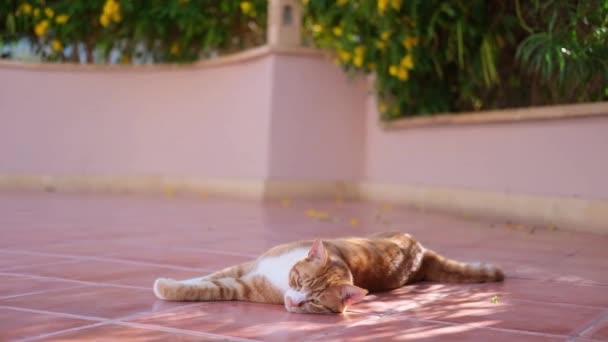 Κόκκινη γάτα απολαμβάνει στο πάτωμα.Πορτοκαλί γάτα είναι τσαλακωμένη. — Αρχείο Βίντεο