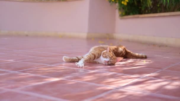 Kırmızı kedi yerde eğleniyor. Turuncu kedi buruşmuş.. — Stok video