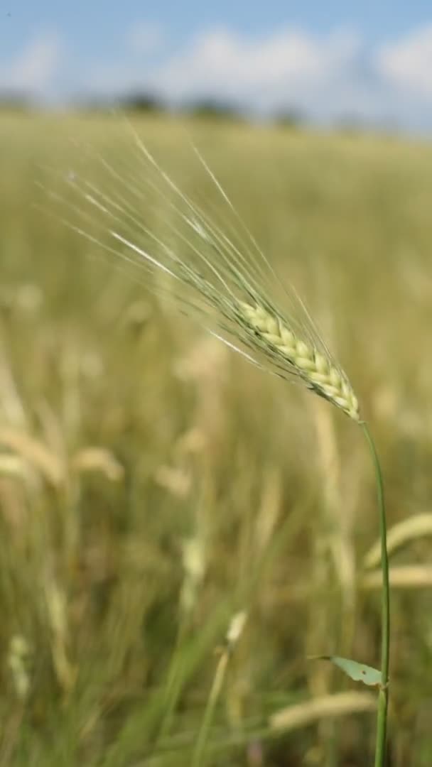 Stacheln aus Gerste mit Getreide schütteln den Wind. Im Sommer reift die Getreideernte. Nahaufnahme. Vertikales Video. — Stockvideo