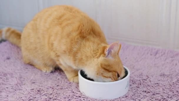 Рыжая рыжая кошка ест кошачью еду с тарелки в помещении на фиолетовом ковре на полу. — стоковое видео
