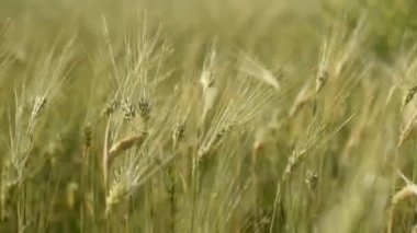  Tahıllı arpa dikenleri rüzgarı sallar. Tahıl hasadı yazın olgunlaşır.. 