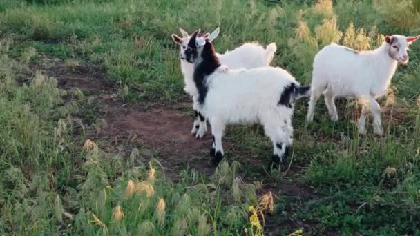 Bayi kambing putih dan hitam dengan tanduk merumput di lapangan hijau di pertanian organik. saat matahari terbenam — Stok Video