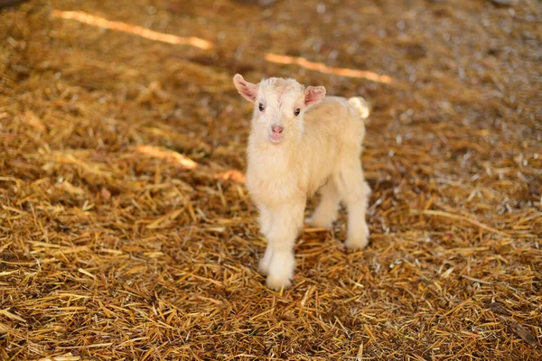 Piccola capra neonata bianca in fattoria di campagna.Agricoltura e contenuto dell'azienda agricola — Foto Stock