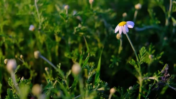 Uma camomila de flor de primavera no campo. — Vídeo de Stock