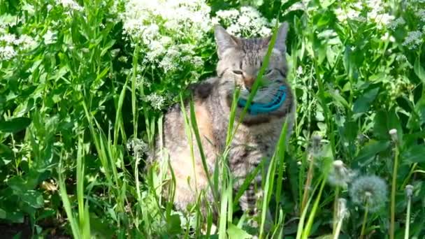 Кот в саду нюхает зеленую траву — стоковое видео