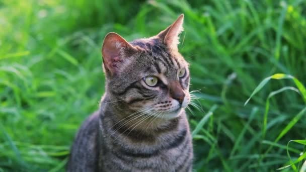 Retrato de gris peludo gato tabby con ojos verdes sentado en la hierba verde en el jardín. El gato gira la cabeza de diferente dirección — Vídeos de Stock