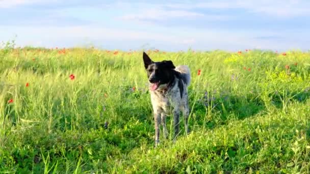 O cão branco e preto de pé no campo de trigo de cevada de grama verde florido com prado pop vermelho. — Vídeo de Stock