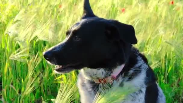 Κοντινό πορτρέτο του λευκού και μαύρου σκύλου κάθεται στο πράσινο γρασίδι κριθάρι χωράφι με το σιτάρι ανθισμένο λιβάδι. — Αρχείο Βίντεο