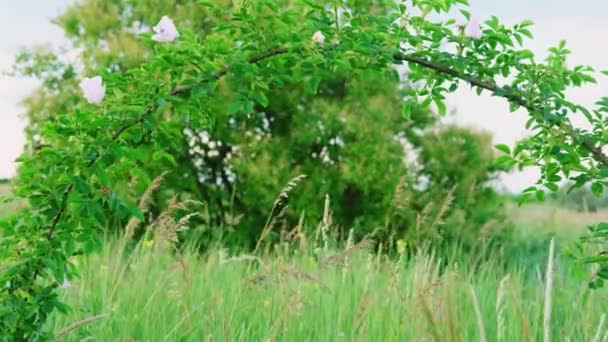 Boltív egy természetes ága vadrózsa. Természetes háttér — Stock videók