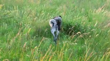 Köpek gezdirme ve yeşil çayır parkında durma.Evcil hayvan konsepti 