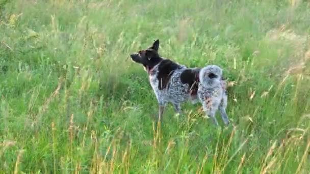 Σκύλος στέκεται στο πράσινο λιβάδι πεδίο γρασίδι πάρκο — Αρχείο Βίντεο