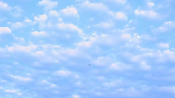 Птица, летящая по небу. Естественная текстура неба, красивый синий и белый цвет. Облака на голубом небе. — стоковое видео