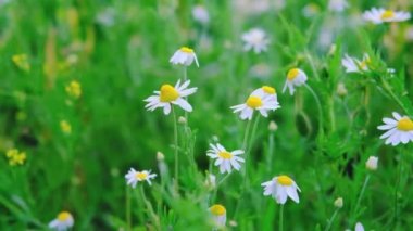 Papatya çayı. Tarlada bir sürü papatya var. Papatya tarlası. Rüzgarda sallanan çiçekler. Yeşil çayırdaki beyaz çiçekler. Video arka plan için çok uygun. Yaz ve doğa. Vahşi yaşamı resmet.
