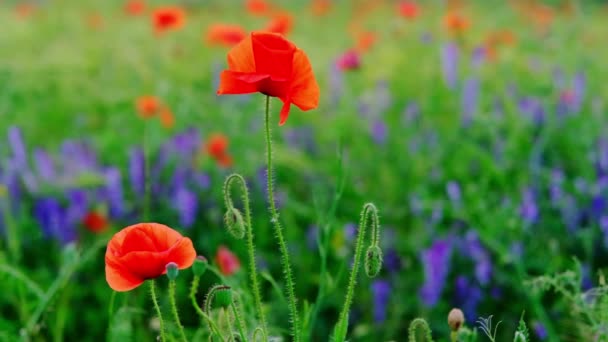 Papavero rosso nel campo da vicino.Macro .Flowery sfondo colorato naturale — Video Stock