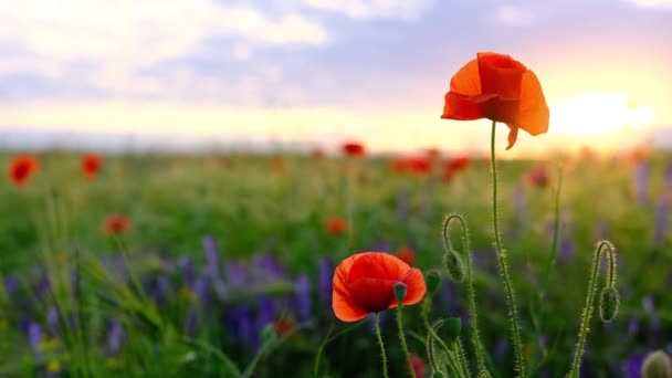 在落日落日的时候，在绿地把红色的罂粟花朵关在绿地里，在风中摇曳着的雏菊，美丽的自然背景。宏观概念：自然，花朵，春天，生物，动物，环境，生态系统 — 图库视频影像