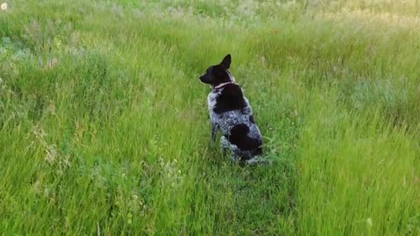 Hond staat in het groene grasveld bloemrijke weide park op zonsondergang .Hond kijkt recht en draait zich om naar de eigenaar — Stockvideo