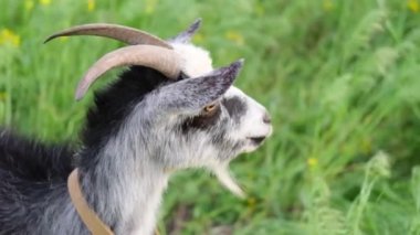 Keçi portresi organik çiftlik alanında. Keçi yana bakıyor. Kapatın. Çiftlik sütü içeriği. Çiftlik hayvanları. Yüksek kalite 4k görüntü