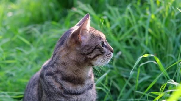 Portré a szürke szőrös cica zöld szemű ül a zöld fű a kertben.A macska úgy néz ki, hogy az oldalán — Stock videók