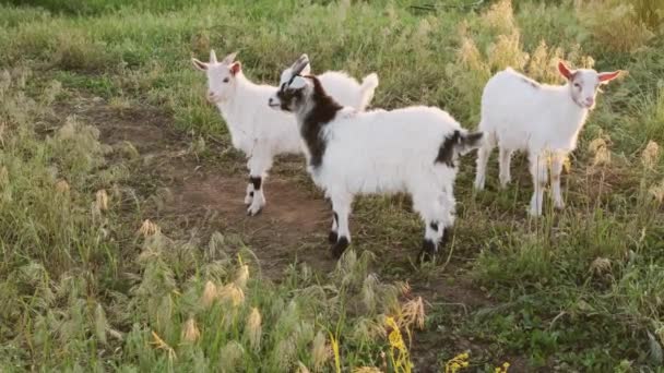 De witte en zwarte baby geit met hoorns grazen in het groene veld op de biologische boerderij. over zonsondergang — Stockvideo