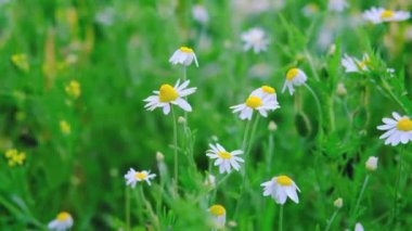 Papatya çayı. Tarlada bir sürü papatya var. Papatya tarlası. Rüzgarda sallanan çiçekler. Yeşil çayırdaki beyaz çiçekler. Video arka plan için çok uygun. Yaz ve doğa. Vahşi yaşamı resmet.