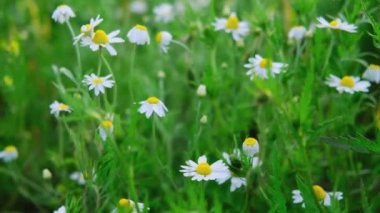 Papatya çayı. Tarlada bir sürü papatya var. Papatya tarlası. Rüzgarda sallanan çiçekler. Yeşil çayırdaki beyaz çiçekler. Video arka plan için çok uygun. Yaz ve doğa. Vahşi yaşamı resmet.