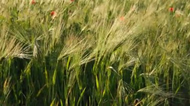 Arpa buğdayından yeşil dikenli buğdaylar rüzgarı sallıyor. Tahıl hasadı yazın olgunlaşır. Tarım tarım kavramı 
