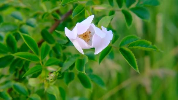 Grön gren av blommande rosa vild rosa.Naturlig grön bakgrundBegreppet: natur, blommor, vår, biologi, fauna, miljö, ekosystem — Stockvideo