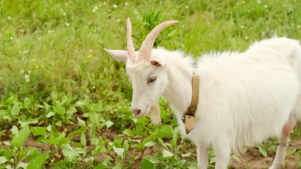 Den vita geten med horn i det gröna fältet på den ekologiska gården. — Stockvideo