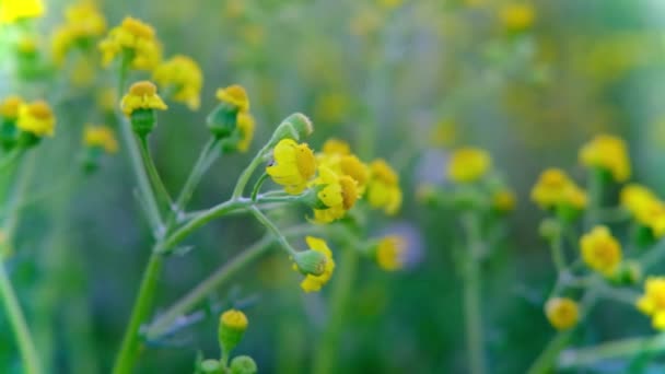 Κίτρινο λουλούδι στο πεδίο σε πράσινο λουλουδάτο φυσικό φόντο — Αρχείο Βίντεο