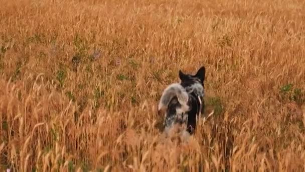 幸せな黒と白の色熟した小麦畑の牧草地で実行している犬。ペットと農業の概念。収穫の概念。日没の太陽の下で夏。ペットは草原を走る。ライフスタイル。農場だ。アグロスローモーション. — ストック動画