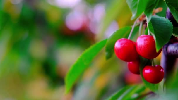 Een paar rijpe rode kersen groeien op kersenboom in boomgaard. Biologische kersen op boom voor het oogsten, close-up. Fruit.cherry op de boom, hoge vitamine C en antioxidant fruit. Vers biologisch op — Stockvideo