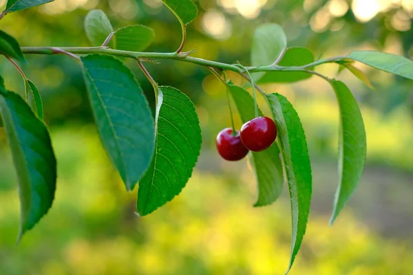 Ramo de cerezas rojas maduras creciendo en cerezo en huerto. Las cerezas orgánicas sobre el árbol antes de la cosecha, cierran. Fruit.cherry en el árbol, alto en vitamina C y frutas antioxidantes. Fresco orgánico en —  Fotos de Stock