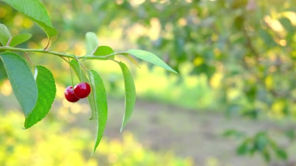 Een paar rijpe rode kersen groeien op kersenboom in boomgaard. Biologische kersen op boom voor het oogsten, close-up. Fruit.cherry op de boom, hoge vitamine C en antioxidant fruit. Vers biologisch op — Stockvideo