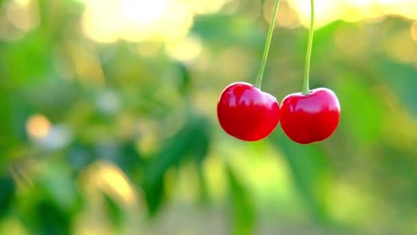 Ett gäng mogna röda körsbär som växer på körsbärsträd i fruktträdgården. Ekologiska körsbär på träd före skörd, närbild. Frukt.körsbär på trädet, hög C-vitamin och antioxidantfrukter. Färsk ekologisk på — Stockvideo