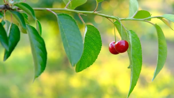 Mazzo di ciliegie rosse mature che crescono su ciliegio in frutteto. Ciliegie biologiche sugli alberi prima della raccolta, da vicino. Frutto.ciliegia sull'albero, Alta vitamina C e frutti antiossidanti. Fresco biologico su — Video Stock