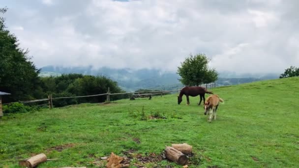 Ένα μικρό πουλάρι με ένα άλογο μητέρα περπατά μέσα από το πράσινο βοσκοτόπι κοντά στο αγρόκτημα σε συννεφιασμένο καιρό. — Αρχείο Βίντεο