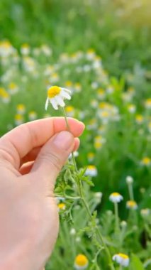 Papatya çayı. Tarlada bir sürü papatya var. Papatya çayı tarladaki kadınların elinde. Rüzgarda sallanan çiçekler. Yeşil çayırdaki beyaz çiçekler. Video arka plan için çok uygun. Yaz ve doğa