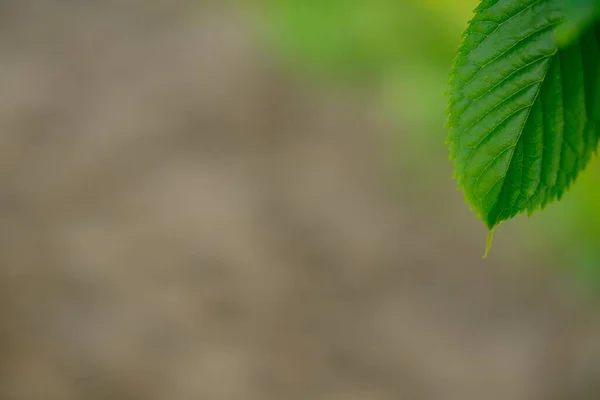 Yeşil yaprağın doğal arkaplanı. Bahçedeki bulanık arazi kahverengi arkaplan üzerindeki yeşil yaprağın doğal görünümü ve fotokopi alanı ile birlikte güneş ışığı. Arka plan olarak doğal yeşil bitkiler manzarası, ekoloji