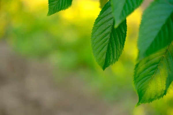 Yeşil yaprağın doğal arkaplanı. Bulanık güneşli altın, yeşil ve kahverengi arkaplan üzerinde yeşil yaprak görünümü ve arka planda doğal yeşil bitkiler kullanarak fotokopi alanı ile güneş ışığı.