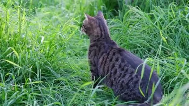 Γκρι tabby γάτες που παίζουν και πηδά στο πλάι στο πράσινο γρασίδι στον κήπο έξω. — Αρχείο Βίντεο