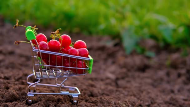 Kvinnors kvinnliga hand sätter ett rött moget körsbär på körsbärsvagnen. En vagn med körsbär står på marken mot en naturlig grön bakgrund i trädgården. Sommar C-vitamin frukter, frukter i — Stockvideo