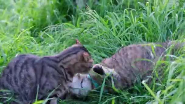 Twee grijze tabby katten spelen, springen en tuimelen op groen gras in de tuin buiten. — Stockvideo