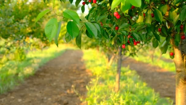 Bahçedeki kiraz ağacında yetişen olgun kırmızı kirazlar. Toplamadan önce ağaçta organik kirazlar. Kapatın. Ağaçta kiraz, yüksek C vitamini ve antioksidan meyveler. Taze organik. — Stok video