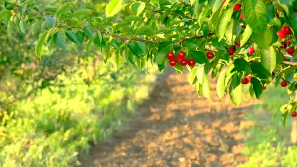 Een paar rijpe rode kersen groeien op kersenboom in boomgaard. Biologische kersen op boom voor het oogsten, close-up. Fruit.cherry op de boom, hoge vitamine C en antioxidant fruit. Vers biologisch op — Stockvideo